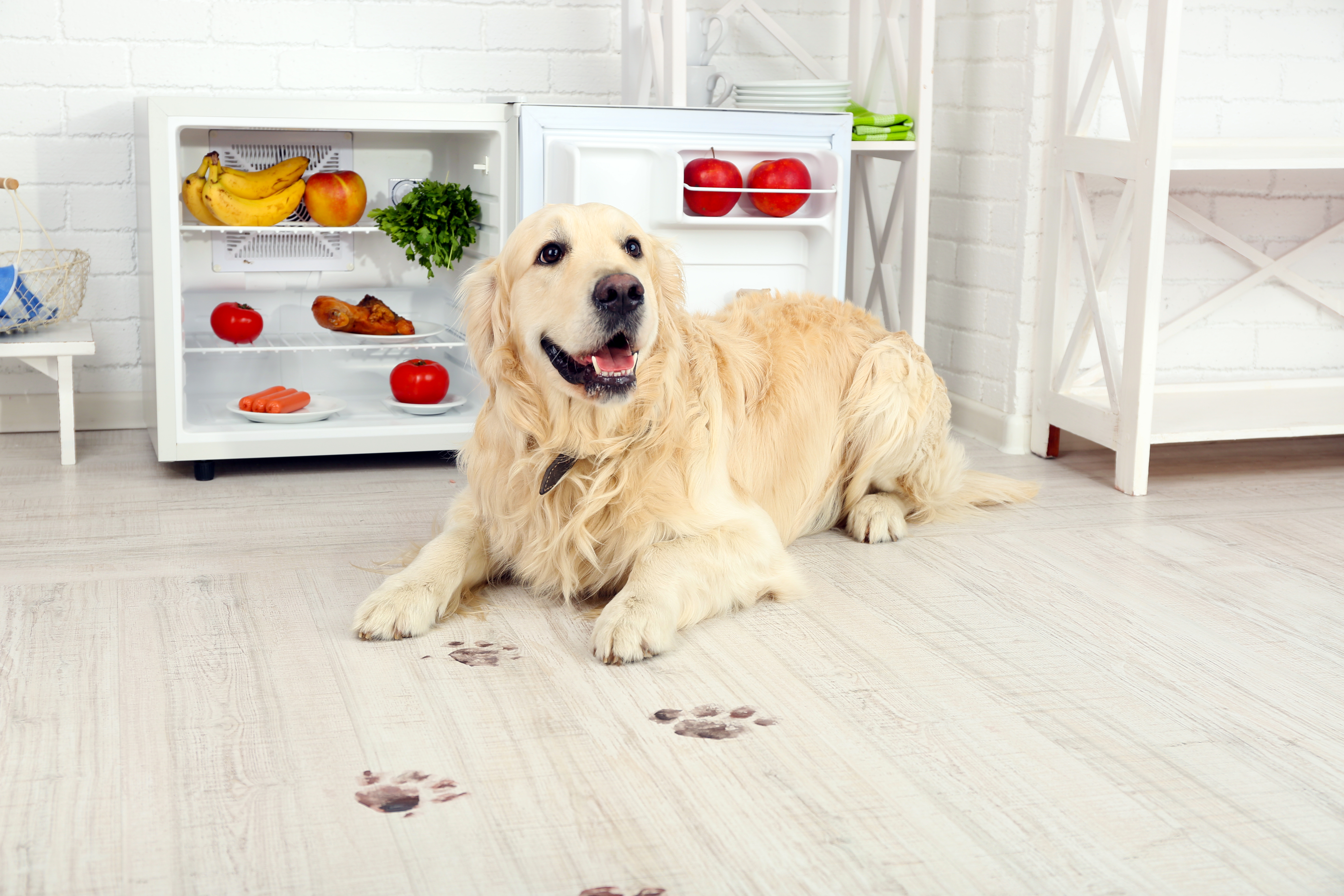 Dog with muddy paws on vinyl flooring